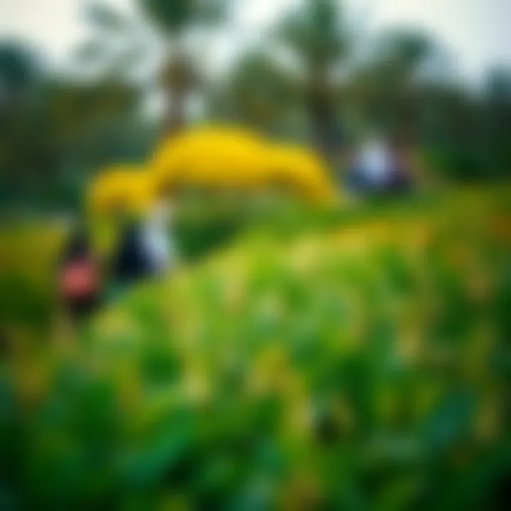 Visitors exploring the vibrant flora in Al Bateen Park
