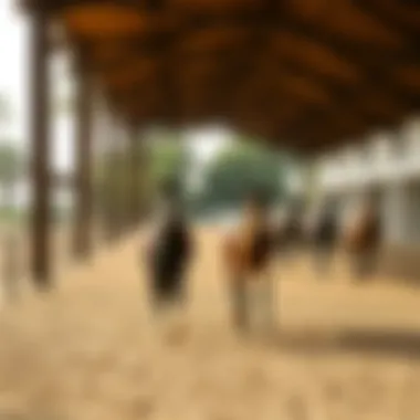State-of-the-Art Equestrian Facilities Equestrian facilities with well-trained horses