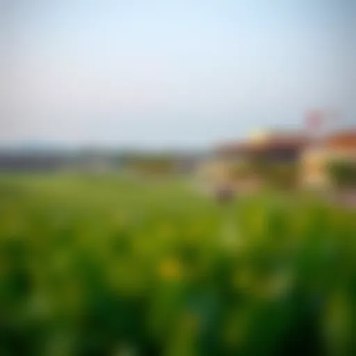 Stunning view of the polo fields at Al Habtoor Polo Resort