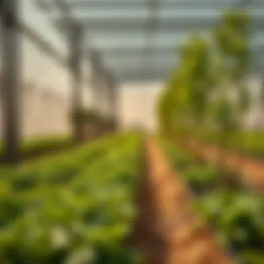 Exploring Agricultural Innovation: The Emergence of Farms in Dubai Introduction