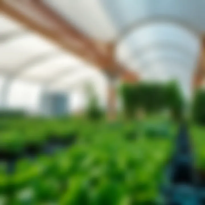 Notable Exploring Agricultural Innovation: The Emergence of Farms in Dubai