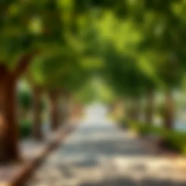 Serene Pathways of حديقة الحليو The serene pathways lined with trees in حديقة الحليو