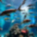 A mesmerizing view of the massive aquarium tank filled with diverse marine life.