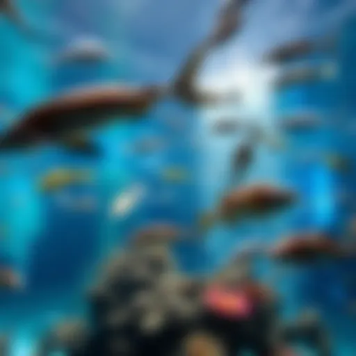 A mesmerizing view of the massive aquarium tank filled with diverse marine life.