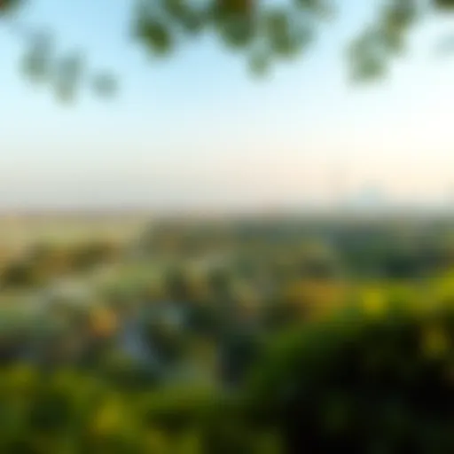 Panoramic View of Mushrif Park A panoramic view of Mushrif Park showcasing its lush greenery and open spaces