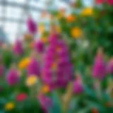 A vibrant display of flora in the Union Garden