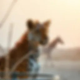 Understanding Ticket Pricing at Ras Al Khor Wildlife Sanctuary Introduction