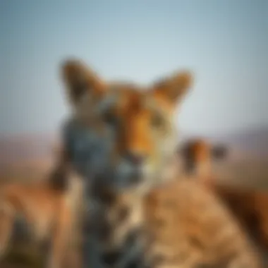 Notable Understanding Ticket Pricing at Ras Al Khor Wildlife Sanctuary